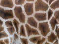 A fur of giraffe - texture