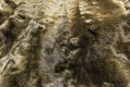 The fur is gray brown karakul lambskin texture, background