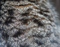 Fur of a gray spotted cat background