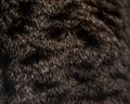 Fur of a gray spotted cat background