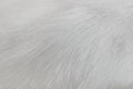 Fur gray or white dog texture abstract for background , Natural animal patterns skin Royalty Free Stock Photo