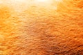 Fur hair of brown dog texture Royalty Free Stock Photo