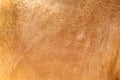 Fur horse with soft smooth texture light brown background Royalty Free Stock Photo