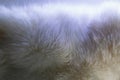 Fur luxurious background texture. Macro photography with rabbit fur