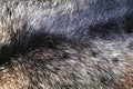 fur natural texture Royalty Free Stock Photo