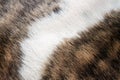 Fur pattern Royalty Free Stock Photo