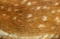 Fur pattern Royalty Free Stock Photo