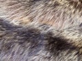Fur pelt of raccoon close up