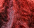 The fur is red karakul lambskin texture, background Royalty Free Stock Photo
