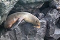 Fur Sea lion Galapagos Island Royalty Free Stock Photo