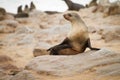 Fur seal Royalty Free Stock Photo