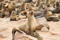 Fur seal Royalty Free Stock Photo