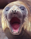 Fur seal Royalty Free Stock Photo