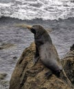 Fur seal in alert posture on the rock of the Pacific ocean beach in New Zealand