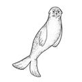 Fur seal animal sketch vector illustration Royalty Free Stock Photo