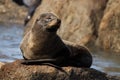 Fur Seal Asleep Royalty Free Stock Photo