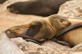 Fur seal baby Royalty Free Stock Photo