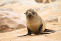 Fur seal baby Royalty Free Stock Photo