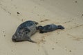 Fur seal baby feeding at ChildrenÃ¢â¬â¢s Pool Royalty Free Stock Photo