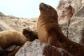 Fur Seal On The Ballestas Islands, Peru