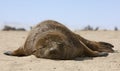 Fur seal on the beach