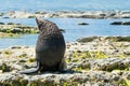 A fur seal on the beach, Kaikoura East Coast Royalty Free Stock Photo