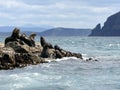 Fur seal bulls & cows, Tasmania, Australia