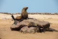 Fur seal in cape cross, Namibia