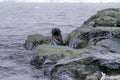 Fur seal climbing onto rocks in Antarctica Royalty Free Stock Photo