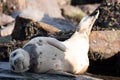 Fur seal colony, arctocephalus pusillus