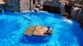 Fur seal diving and sunbathing on the stone in aqua park