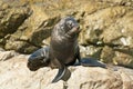 Fur seal drying in the sun near Kaikoura, New Zealand