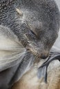 Fur Seal female close up at South Georgia Royalty Free Stock Photo