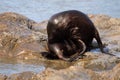 Fur Seal Grooming Royalty Free Stock Photo