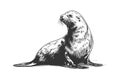 Fur seal hand drawn sketch Marine animals. Vector illustration design Royalty Free Stock Photo