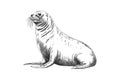 Fur seal hand drawn sketch Marine animals. Vector illustration design Royalty Free Stock Photo