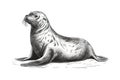 Fur seal hand drawn sketch Marine animals. Vector illustration design Royalty Free Stock Photo