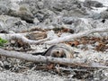 Fur seal hides behind driftwood on a rocky ocean beach Royalty Free Stock Photo