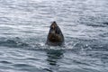 Fur seal swimming in Antarctica Royalty Free Stock Photo