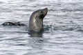 Fur seal swimming in Antarctica Royalty Free Stock Photo