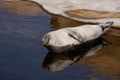 Fur seal lying in water Royalty Free Stock Photo