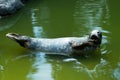 fur seal lying on water Royalty Free Stock Photo