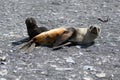 Fur seal mother and baby on grey stony beach in South Georgia