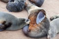 Fur seal mother feed her suckling baby close up, Colony of Eared Brown Fur Seals at Cape Cross,Namibia, South Africa Royalty Free Stock Photo