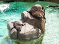 Fur seal mother and her baby