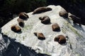 Fur seal - New Zealand wildlife NZ NZL Royalty Free Stock Photo