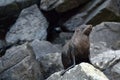 Fur seal - New Zealand wildlife NZ NZL Royalty Free Stock Photo