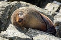 Fur seal - New Zealand wildlife NZ NZL