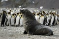Fur Seal / Pelzrobben