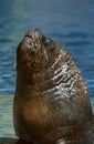 FUR SEAL, PORTRAIT OF MALE